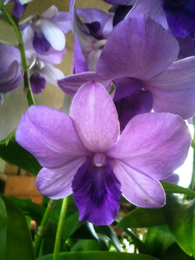 Dendrobium Blue Planet