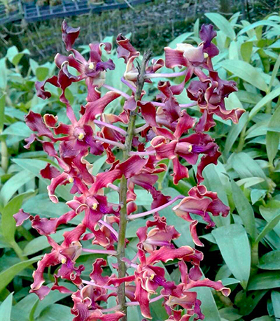Dendrobium Helix Song