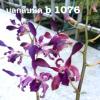 Dendrobium POF B #1076