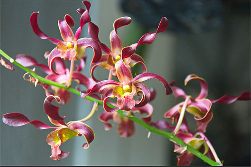 Dendrobium Red Spin