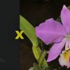 Cattleya warneri (orlata x extra venosa 'Caliman')