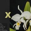 Cattleya jenmanii alba (19/20' x '04/20')