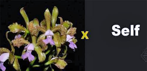 Cattleya leopoldii coerulea 'San Rafael' x SELF