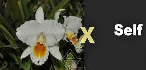 Cattleya percivaliana alba 'Charito' x SELF