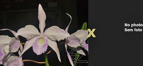 Laelia purpurata (mandaiana 'Schmidt' x semi-alba orlata flamea 'Caliman')