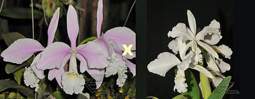 Cattleya warneri (albescens 'Santa Teresa' x alba 'Eudes Perin')