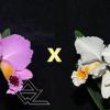 Cattleya percivaliana ('Thiago' x alba 'Labelo Dourado')