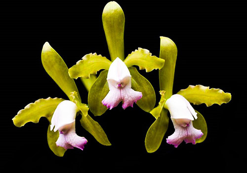 Cattleya leopoldii (lilacinea x 'Cetro Esmeralda')
