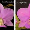 Cattleya nobilior 'Fatal Atraction' x 'Tapurah'
