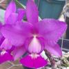 Cattleya walkeriana 'Carola' x 'Beija Flor' (flor boa)