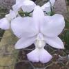 Cattleya walkeriana coerulea 'MG'