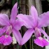Cattleya walkeriana tipo labelo bonito