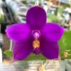 Phalaenopsis Samera x Shingher Pure Love