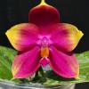 Phalaenopsis Summer Dance Queen