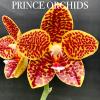 Phalaenopsis Chienlung Golden Gigan 'PRINCE'