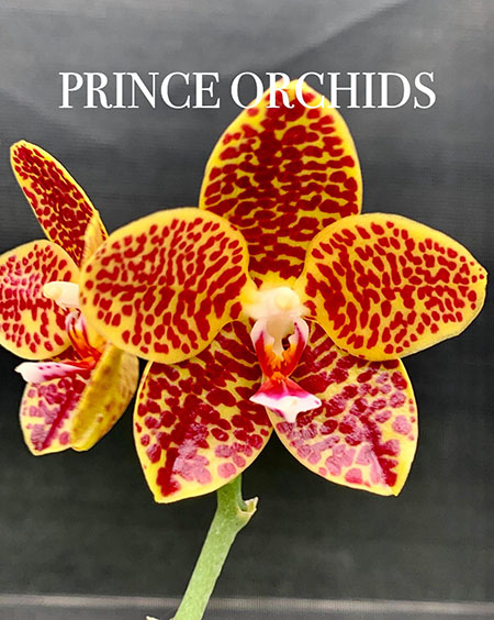 Phalaenopsis Chienlung Golden Gigan 'PRINCE'