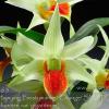 Dendrobium Jiaho Delight (Hsinying Frostymaree 'Orange' x tobaense var giganteum)