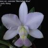 Cattleya walkeriana coerulea 'Manhattan Blue'