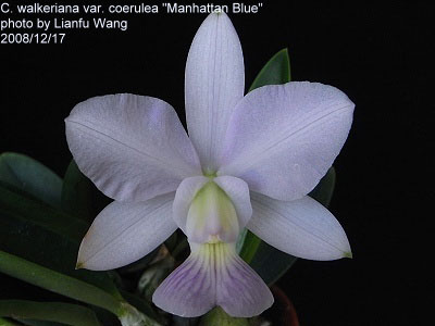 Cattleya walkeriana coerulea 'Manhattan Blue'
