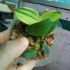 Dendrobium specioum variegated