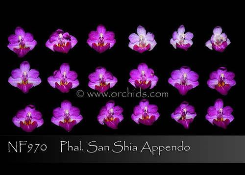 Phalaenopsis appendiculata x pulcherrima