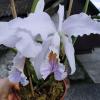 Cattleya mossiae coerulea 'SVO The Best'