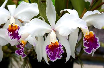 Cattleya mossiae semi-alba 'Hilton' x 'Mariela'