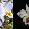 Cattleya percivaliana coerulea x alba