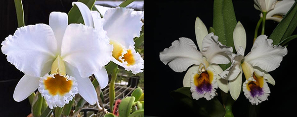Cattleya percivaliana coerulea x alba