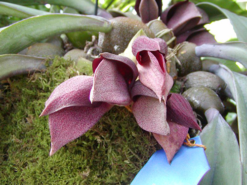 Bulbophyllum hashimotoi