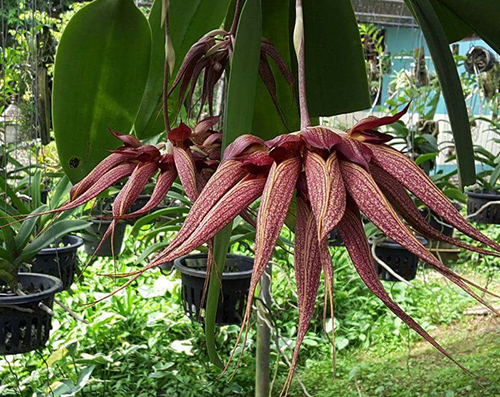 Bulbophyllum Krairit Vejvarut