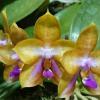Phalaenopsis Mituo GH King Star 'Blueberry'