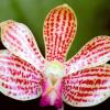 Phalaenopsis javanica x minus