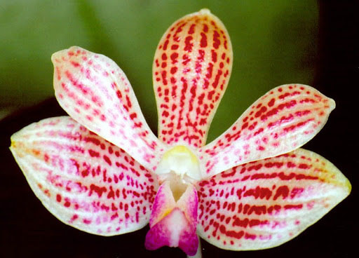 Phalaenopsis javanica x minus