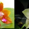 Phalaenopsis (Yaphon Goodboy x KS Happy Eagle) 'Freya' x AL Redsun Queen 'AL-1'