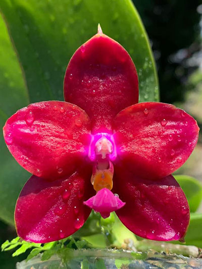 Phalaenopsis (Mituo Ambo x Miro Super Star)