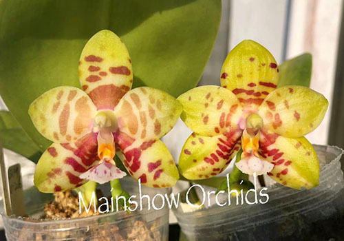 Phalaenopsis (Princess Kaiulani x Corning’s Violet) x (Yaphon Sir x Hannover Passion)
