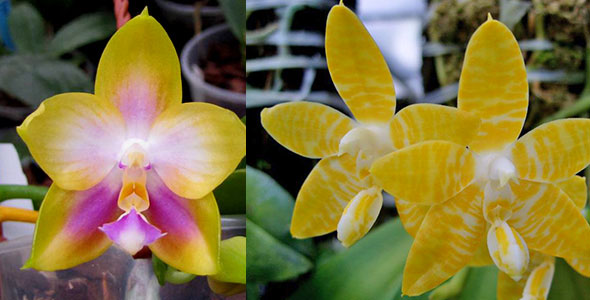 Phalaenopsis Zheng Min Muscadine x amboinensis flava