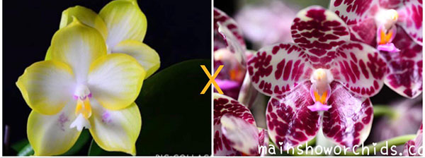 Phalaenopsis Zheng Min Muscadine 'Yellow' x gigantea 'MS-1'