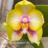 Phalaenopsis (LD Bellina Kingfisher x Zheng Min Muscadine)