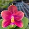 Phalaenopsis Fusheng Beauty Star x Mituo King Bellina 'Big Red'