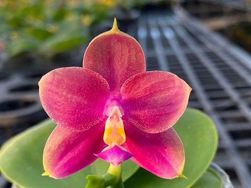 Phalaenopsis Fusheng Beauty Star x Mituo King Bellina 'Big Red'