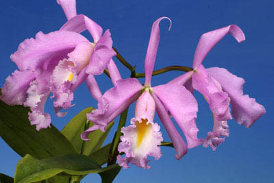 Cattleya maxima concolor (Colombia)