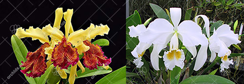 Cattleya Eva's Fabula Gloriosa (dowiana x gaskelliana alba)