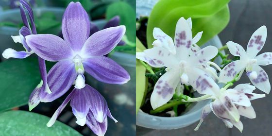 Phalaenopsis speciosa 'Blue' x speciosa' Blue Spot'