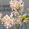 (Phalaenopsis javanica x Yungho Gelb Canary) x celebensis