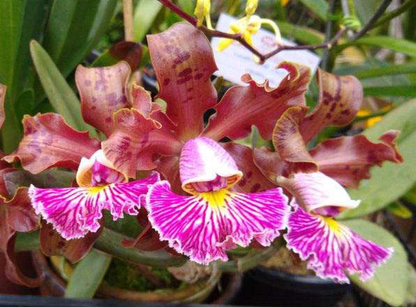 Cattleya schilleriana 'Pouca Pinta' x 'Da Nona'