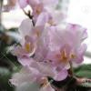 Doritaenopsis Lius Sakura