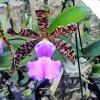 Cattleya aclandiae x self (SIL13-17)