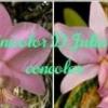 Cattleya nobilior vinicolor 'Dona Julia' x concolor